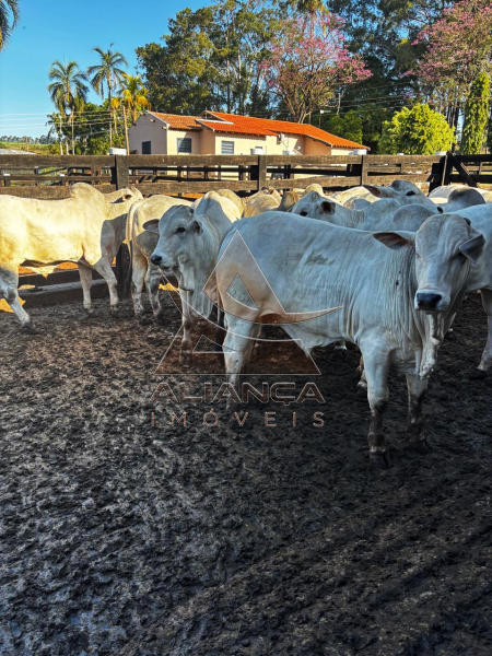 Aliança Imóveis - Imobiliária em Ribeirão Preto - SP - Fazenda  - Zona Rural - Prata