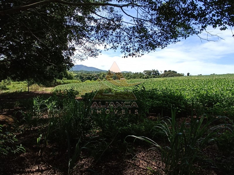 Aliança Imóveis - Imobiliária em Ribeirão Preto - SP - Fazenda  - Zona Rural - Itapira