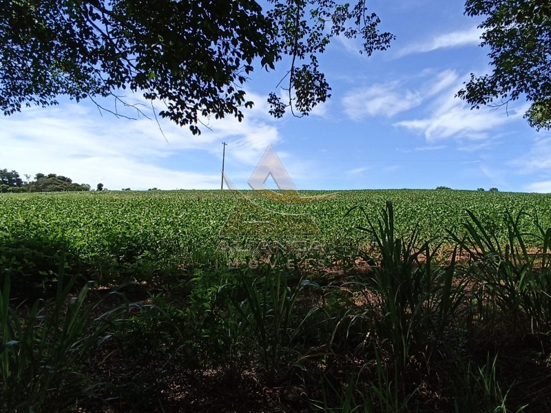 Aliança Imóveis - Imobiliária em Ribeirão Preto - SP - Fazenda  - Zona Rural - Itapira