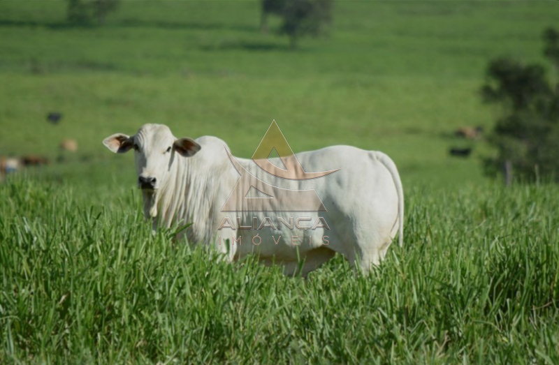 Aliança Imóveis - Imobiliária em Ribeirão Preto - SP - Fazenda  - Zona Rural - Cajuru 