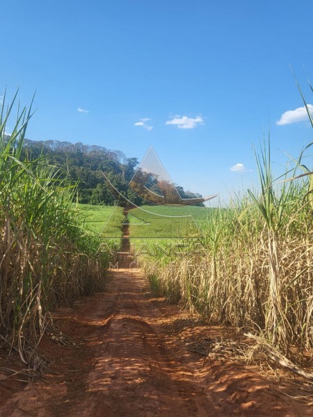 Aliança Imóveis - Imobiliária em Ribeirão Preto - SP - Fazenda  - Zona Rural - Araraquara