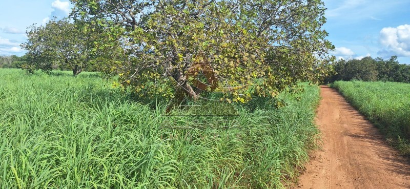 Aliança Imóveis - Imobiliária em Ribeirão Preto - SP - Fazenda  - Zona Rural - Pugmil